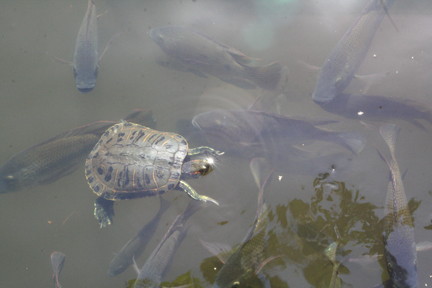 Mikwoz Turtle Amongst Fish