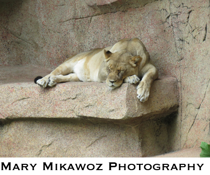 Mikawoz She Lion