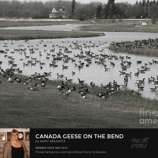 Mikawoz Canada Geese on the Bend