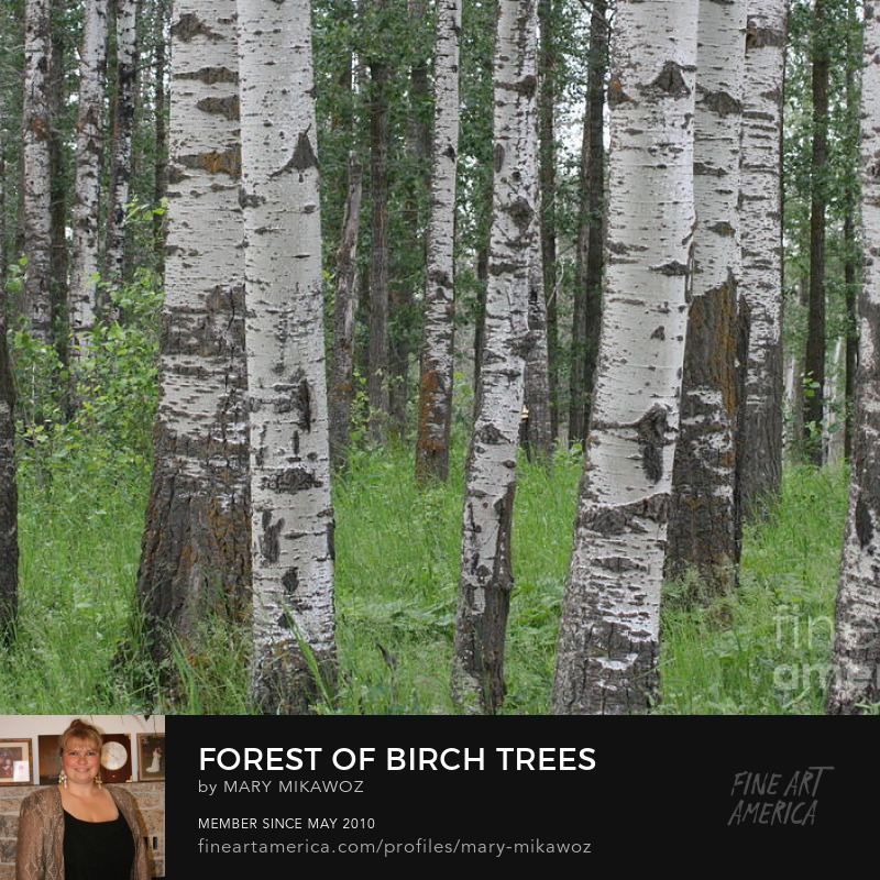 Mikawoz Forest of Birch Trees